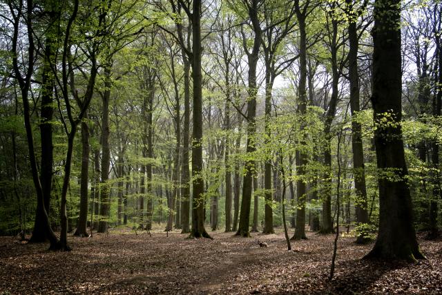 kathedraal-van-het-munnichsbos-bos